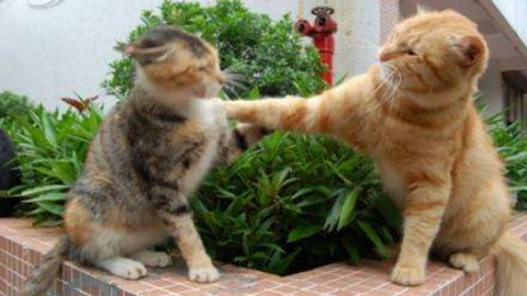 猫猫打架真的太凶残了